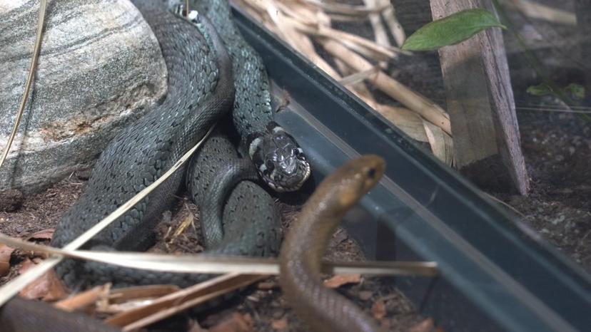Neuer Reptilienzoo im Haus der Natur