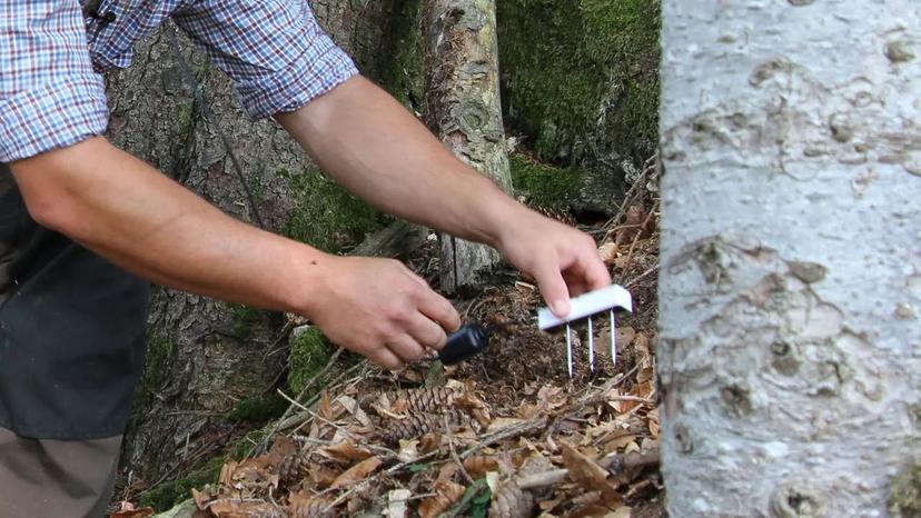 Wald sendet Daten