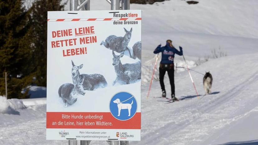 Tierische Loipe