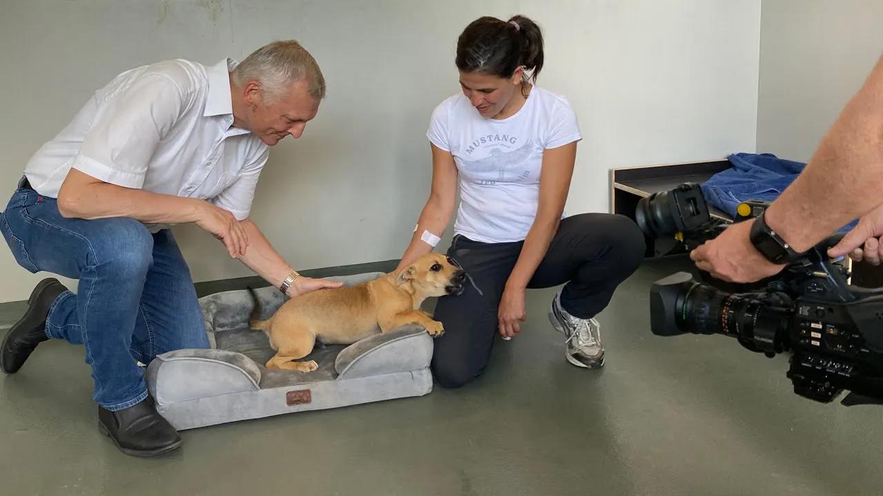 Erfolgsgeschichte Tierheim Pinzgau