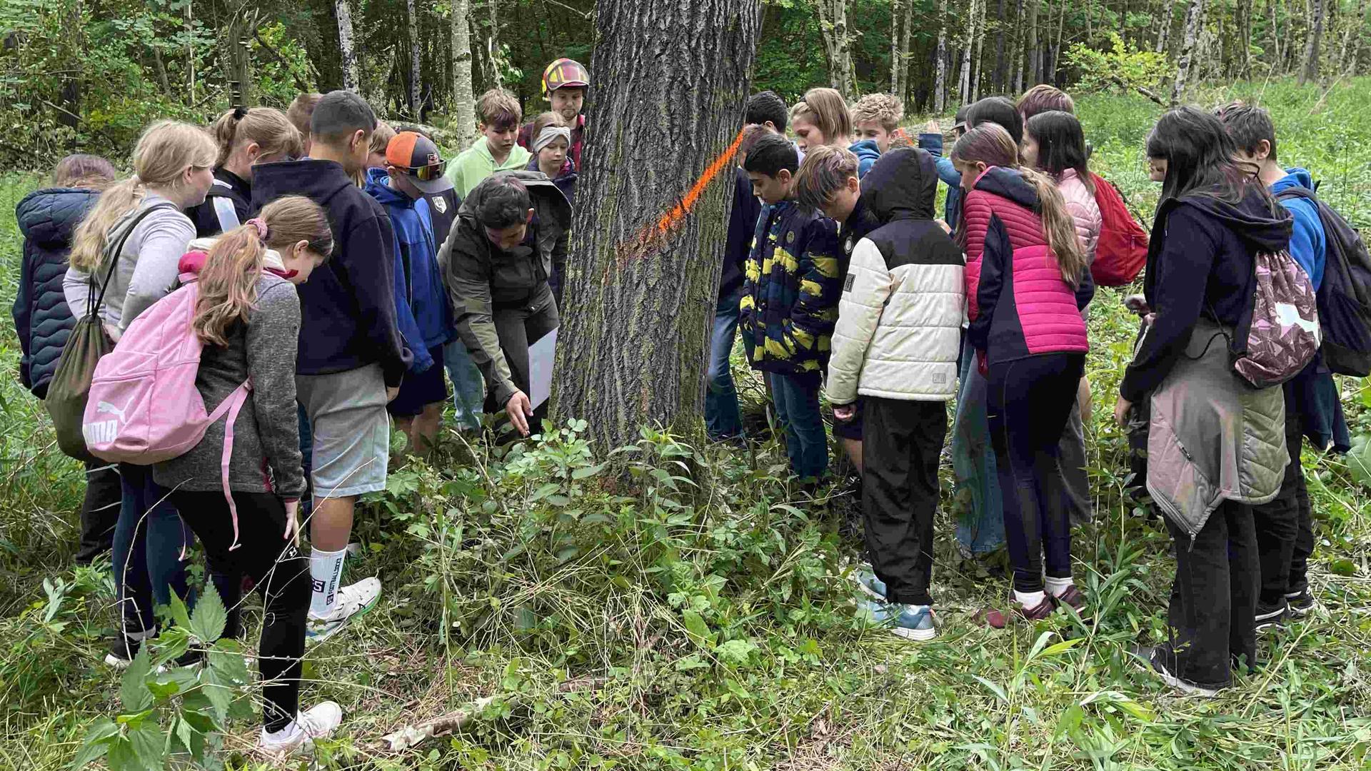 Waldchampions: Ab ins Abenteuer Wald!