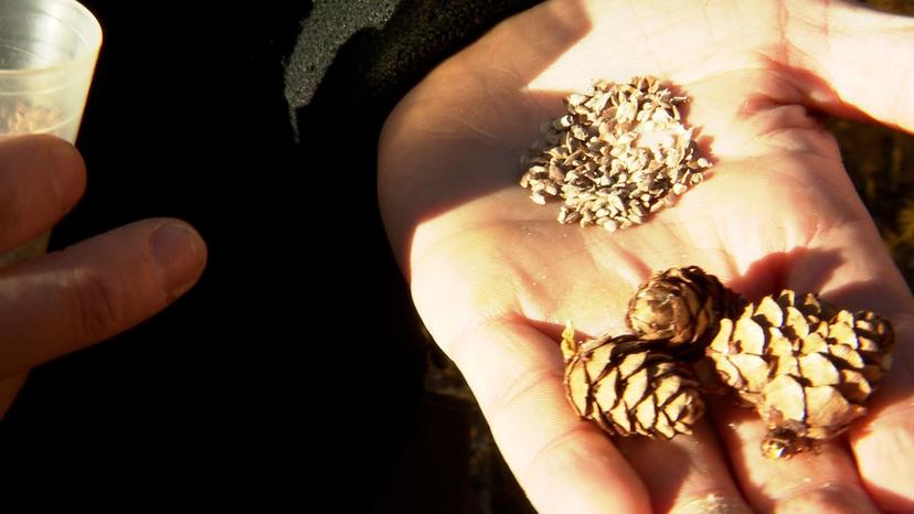 Lärchenzapfen sind das Gold der heimischen Wälder