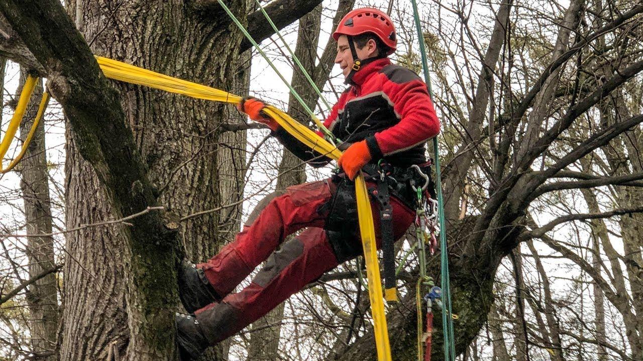 Achtung, Baumkontrolle!