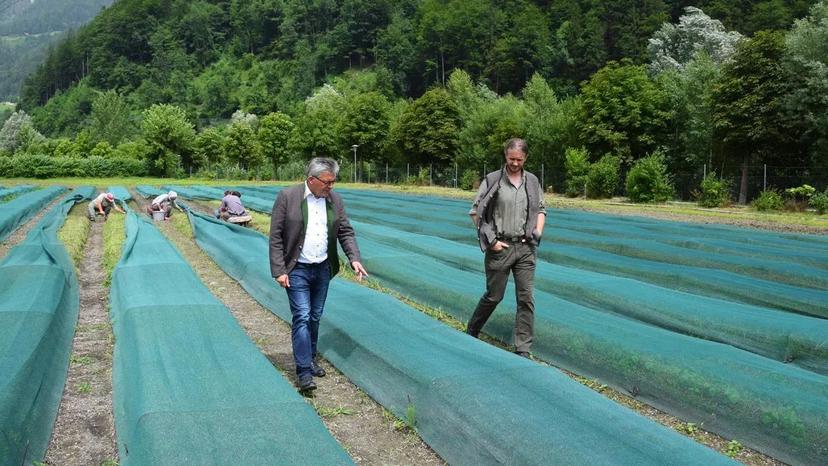 Die Kinderstube des Waldes