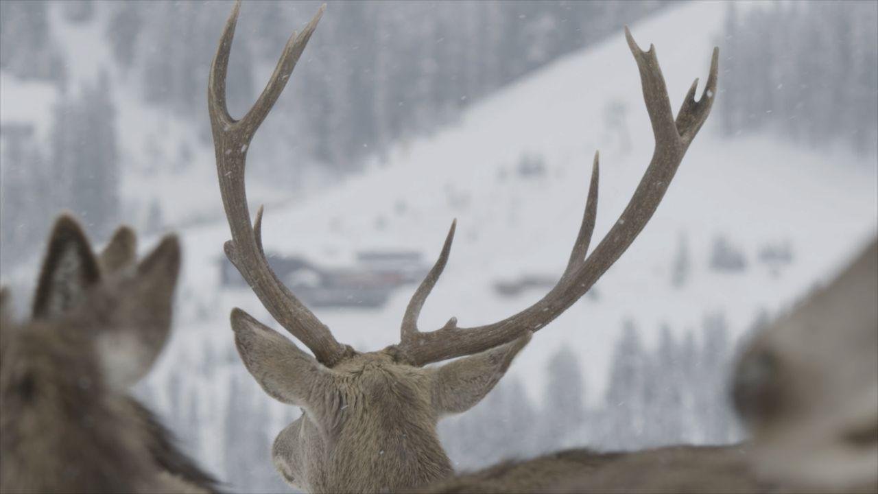Ungestörte Wildfütterung