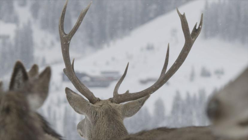 Ungestörte Wildfütterung