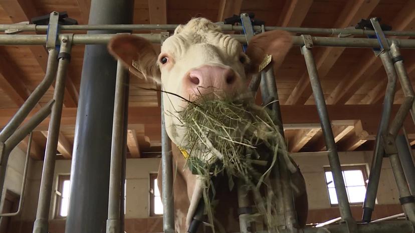 Effiziente Energieberatung